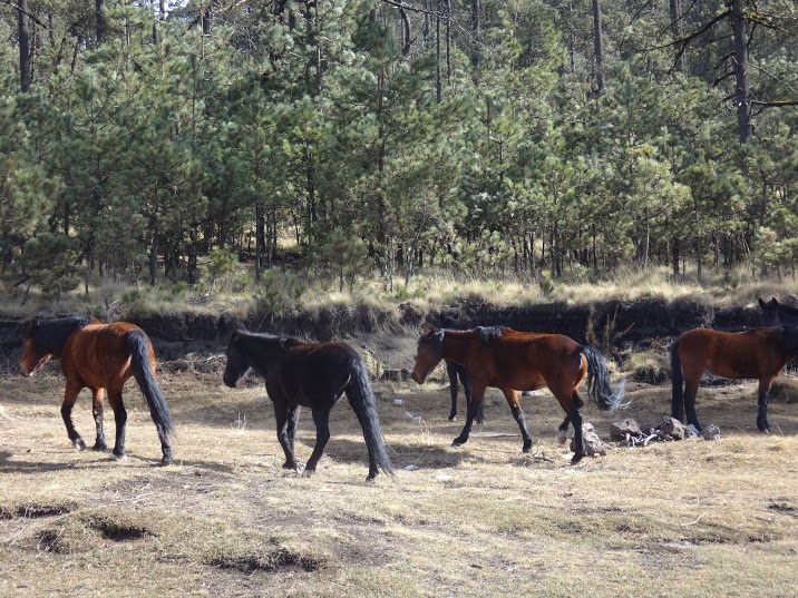 Agua de Cadenas and Wild Horses