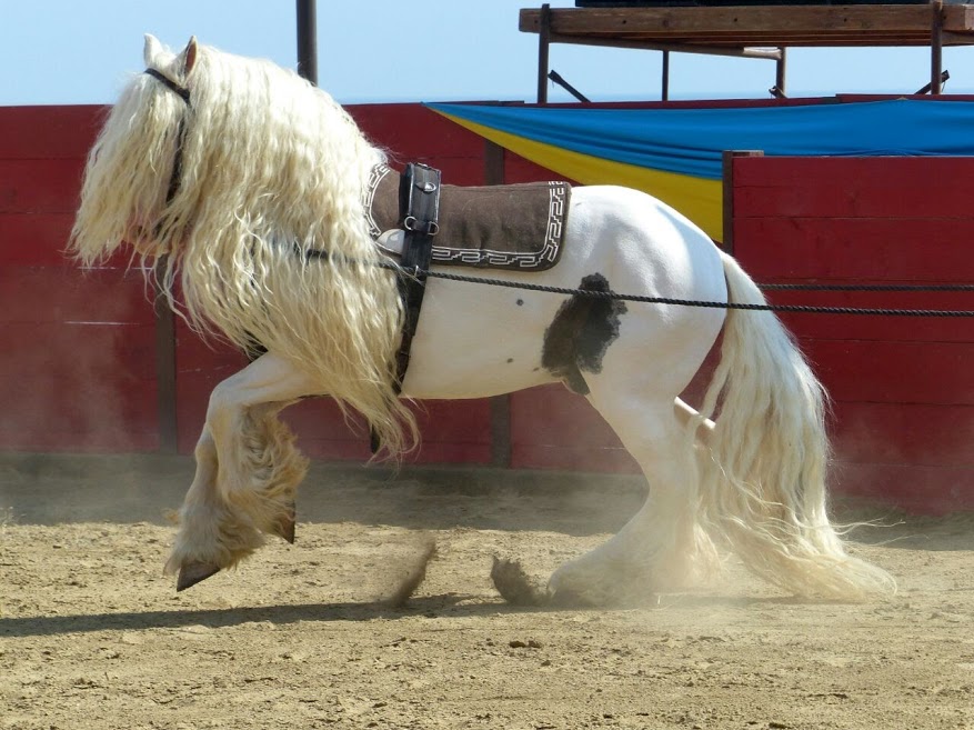gipsy-vanner